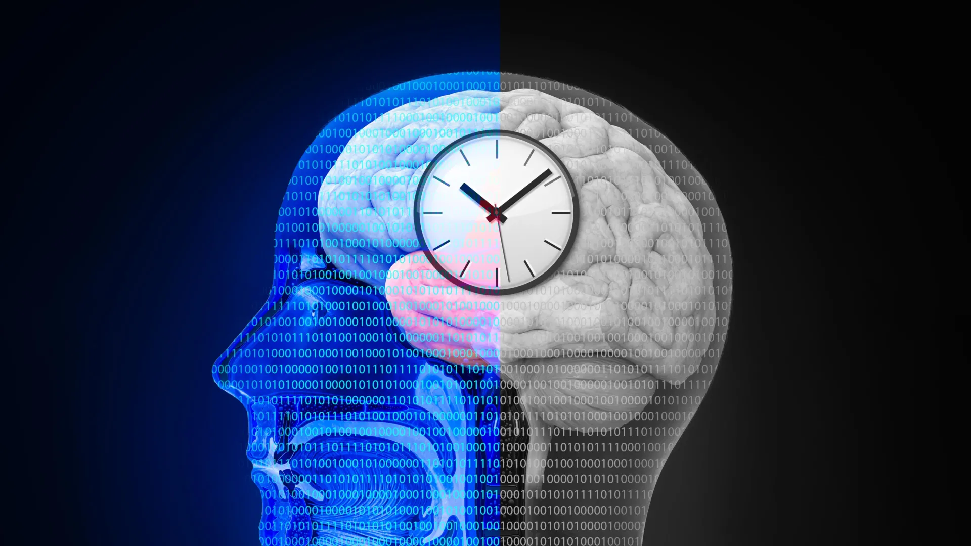 intermittent-fasting-triggers-surprising-changes-in-the-brain